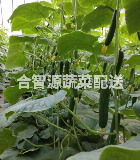 食堂食材配送